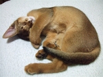 ノワかわいく寝1