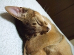 ノワかわいく寝2