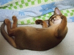 ノワかわいく寝4