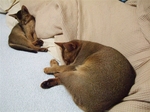 2匹ならんで似たかっこ2
