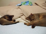 2匹ならんで似たかっこ3