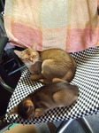 2匹で椅子に1