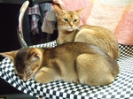 2匹で椅子に2
