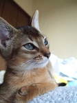 ノワちゃんアップ1