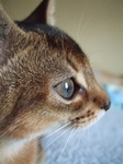ノワちゃんアップ3