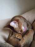 モカおなか舐め