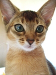 ノワちゃんアップ4