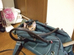 出かけたいの?