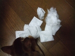 犯人登場2