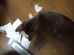 犯人登場1
