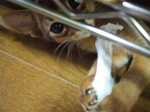 好きなんです・・・