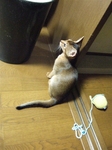 しらを切る犯人