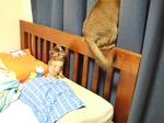 それはおもちゃじゃ