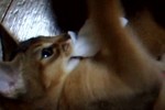 フゥーサムネイル