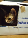 部屋で大暴れ