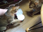 手を出すノワ