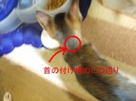 首の付け根にしこりが