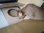 箱開け中モカも