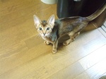 構って欲しい1