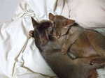 2匹抱き合う