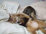 2匹抱き合う2