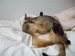 何このかっこ2