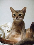 モカおやじ座り3