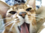 ノワ顔どあっぷ