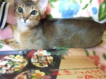 なんですかニャ?