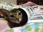 顔を出す