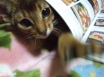 中から攻撃