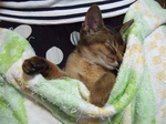 膝の上で2