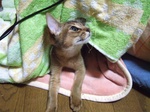ねこたつ2