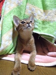 ねこたつ3