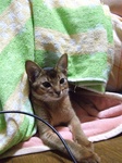 ねこたつ1