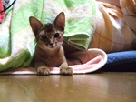 ねこたつ4