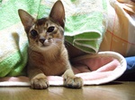 ねこたつ5