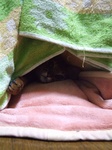 もぐってます