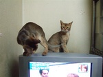 ノワTVを見てる3