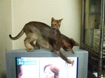 ノワTVを見てる2