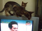 ノワTVを見てる