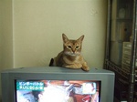 モカさん標準