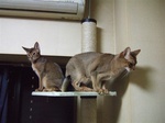 2匹一緒にキャットタワー1