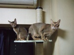 2匹一緒にキャットタワー2
