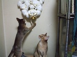 モカさんと一緒に