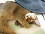 ノワおねんね