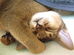 ノワおねんねアップ