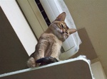 だるそうなモカさん1