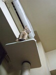 モカキャットタワーの上