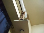 モカ、キャットタワーの上2